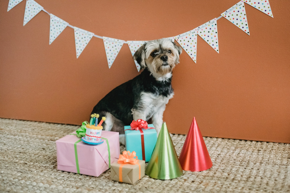 Celebrating Your Pet's Birthday