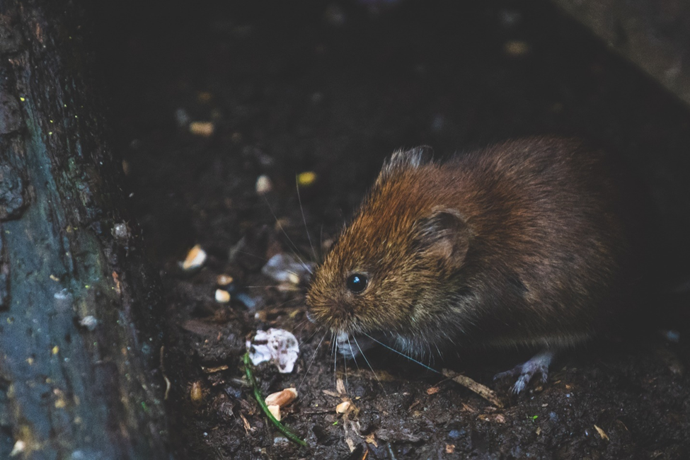 Landmine Detectors Using Rodents