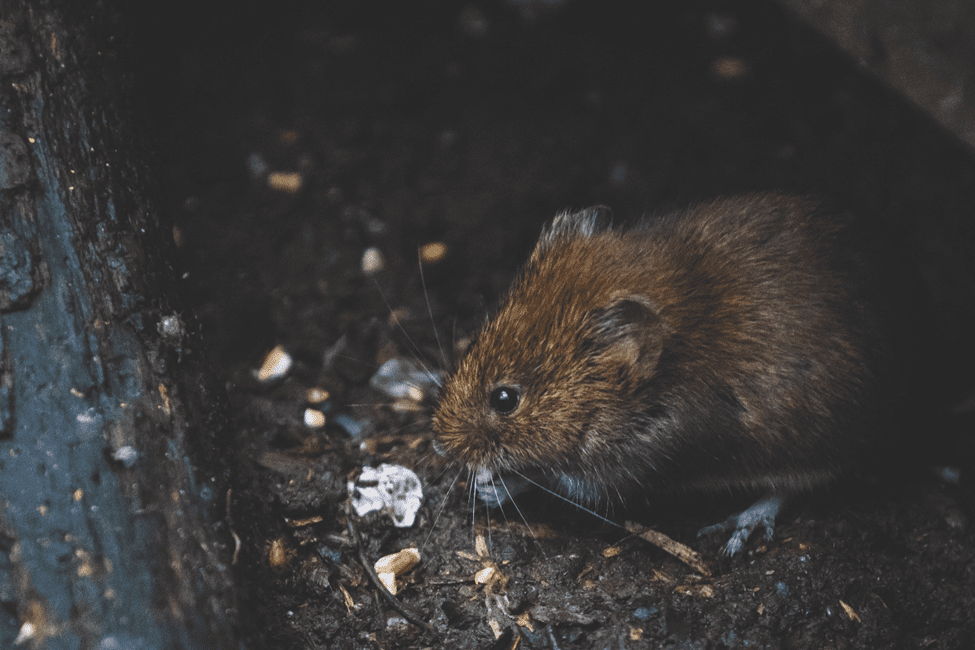 Landmine Detectors Using Rodents