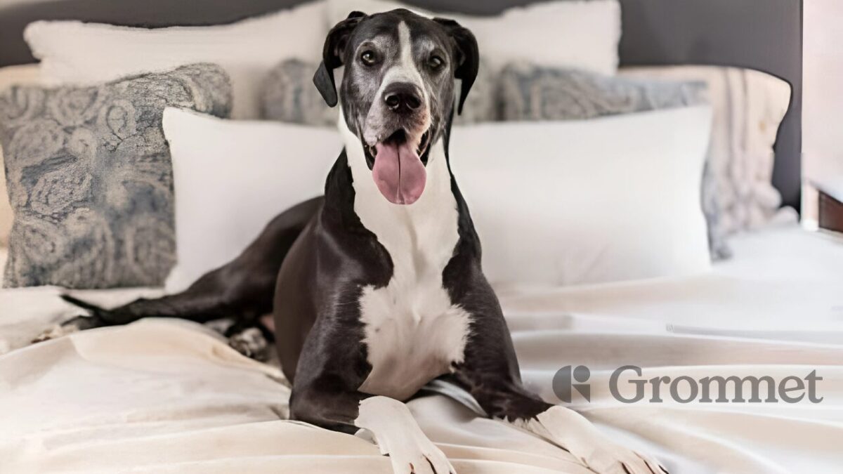 How Robin Meyers and Magic Fabric Are Transforming Pet-Friendly Living with Style and Innovation