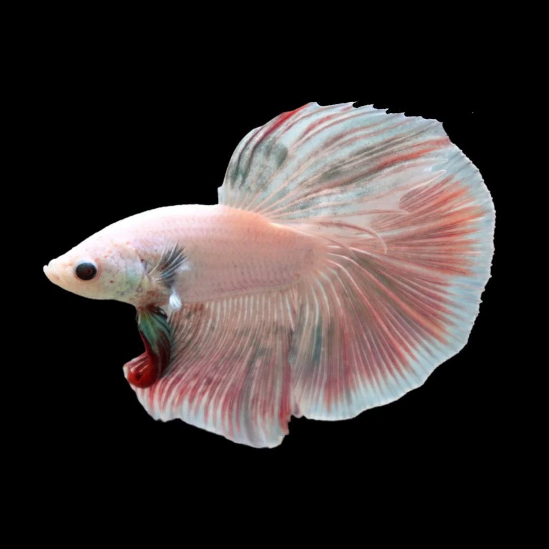 From Local to Global: The Betta Fish Business as a Worldwide Phenomenon ...